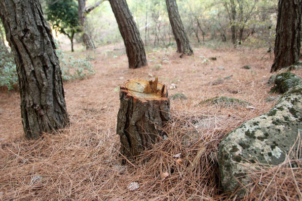 Best Tree Removal  in Grapevine, TX