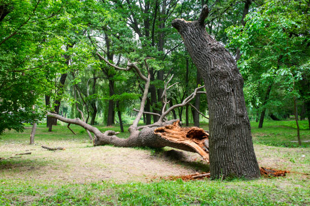 Best Storm Damage Tree Cleanup  in Grapevine, TX