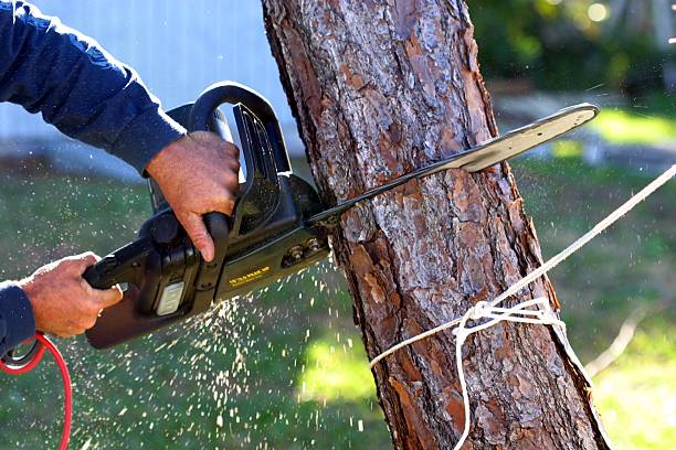 Best Tree Maintenance Programs  in Grapevine, TX