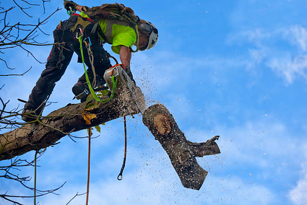 Best Hazardous Tree Removal  in Grapevine, TX