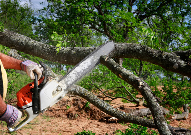 Best Root Management and Removal  in Grapevine, TX