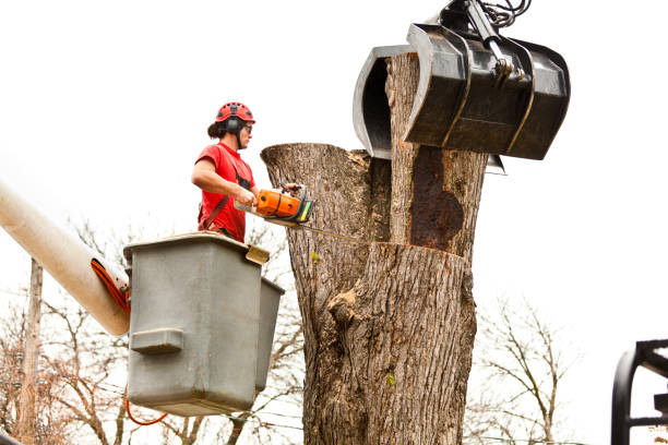 Best Utility Line Clearance  in Grapevine, TX